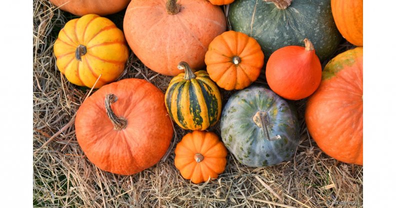 Análise Setorial Subsetor – Abóbora Análise Setorial Subsetor – Abóbora