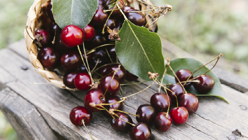 Divulgação Setorial – Cereja Divulgação Setorial – Cereja