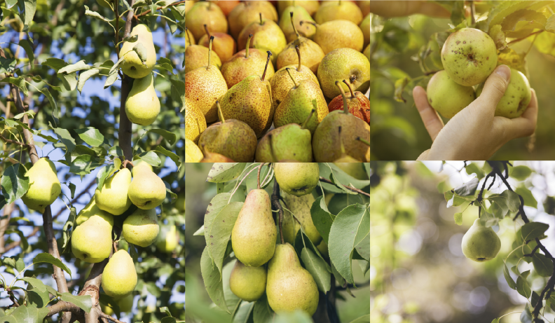 Divulga&ccedil;&atilde;o Setorial &ndash; P&ecirc;ra