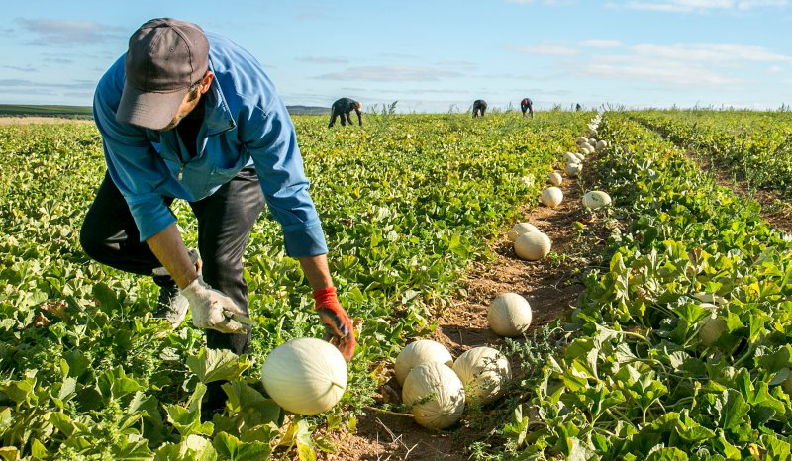 Divulgação Setorial – Melão Divulgação Setorial – Melão