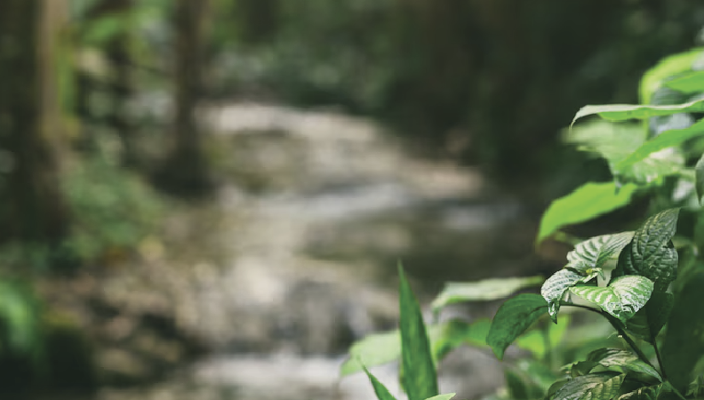 Plano de Interven&ccedil;&atilde;o para a Floresta 2025-2050