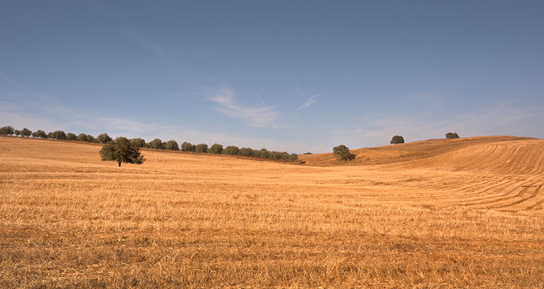 Seca: Linha de cr&eacute;dito para alimenta&ccedil;&atilde;o animal j&aacute; dispon&iacute;vel