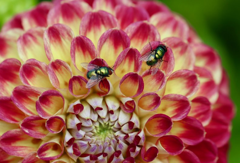 UÉ desenvolve dispositivos para combater praga de insetos voadores UÉ desenvolve dispositivos para combater praga de insetos voadores