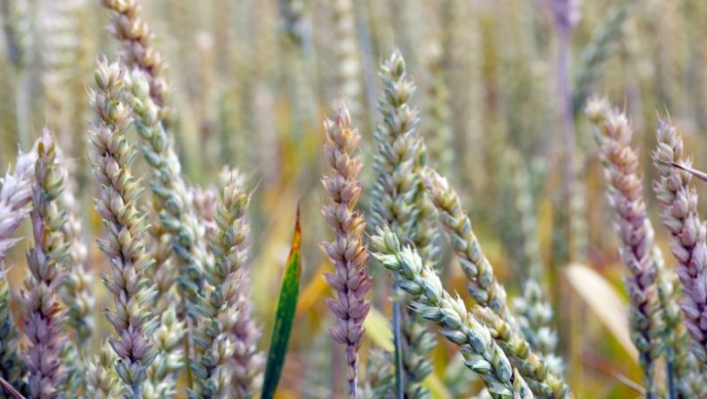 Investiga&ccedil;&atilde;o americana utiliza IA para combater fusariose