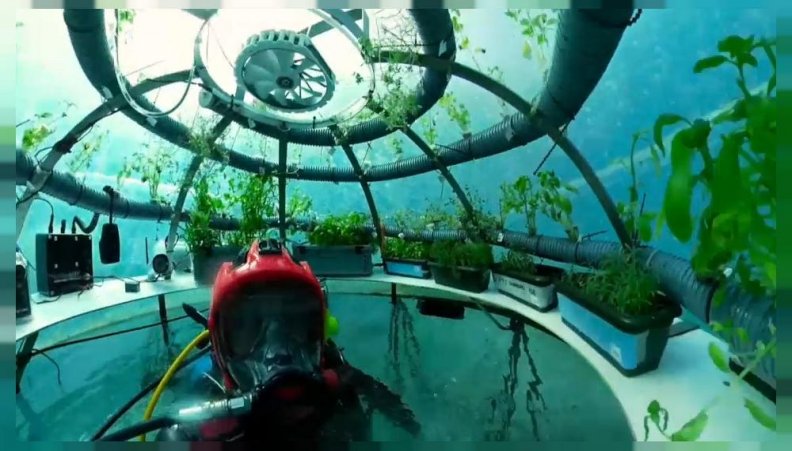 Agricultura subaquática pode ser alternativa aos métodos tradicionais Agricultura subaquática pode ser alternativa aos métodos tradicionais